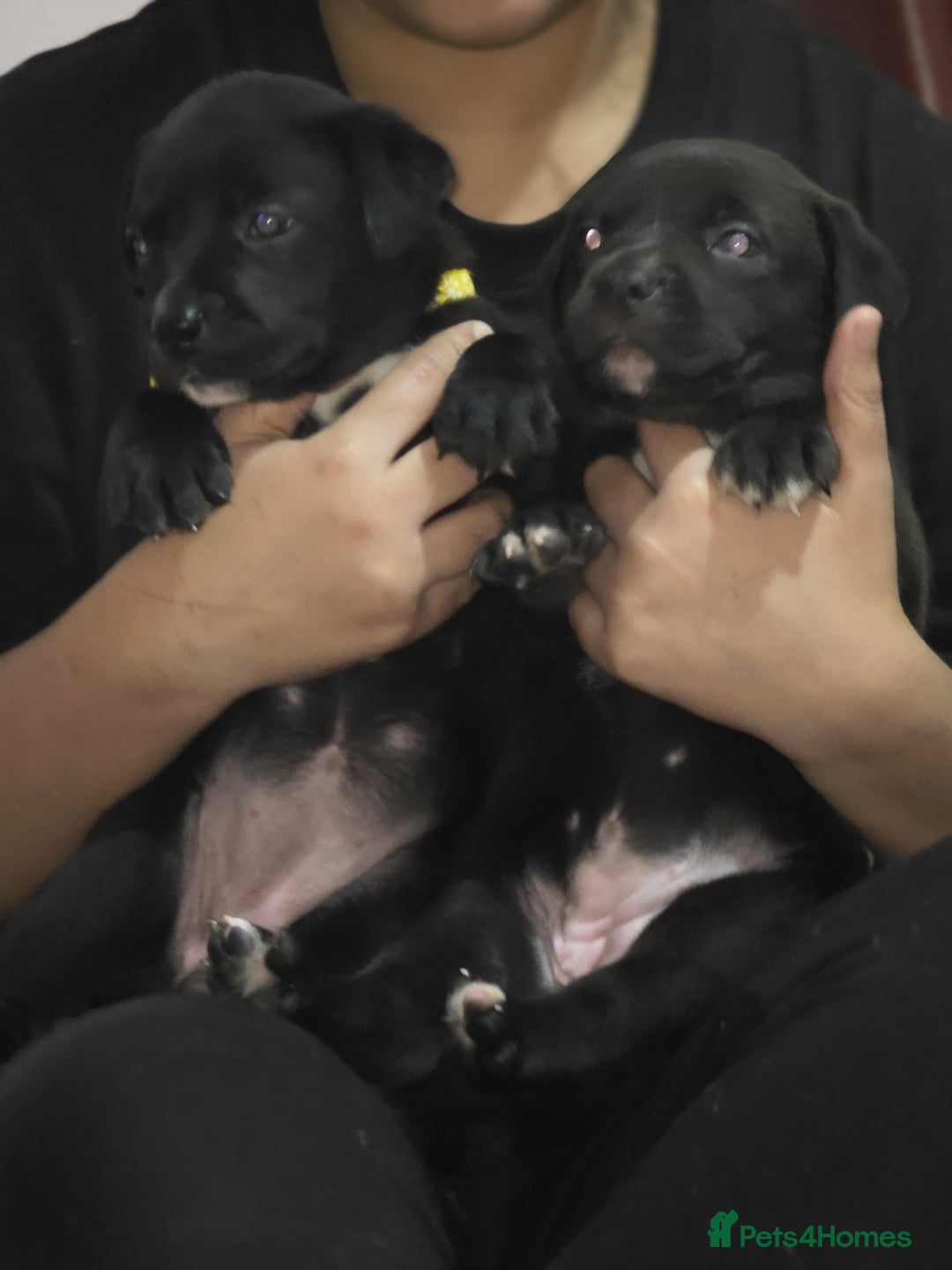 Mixed Breed dogs for sale: Labrastaff puppies (Price Negotiable) - Image 12