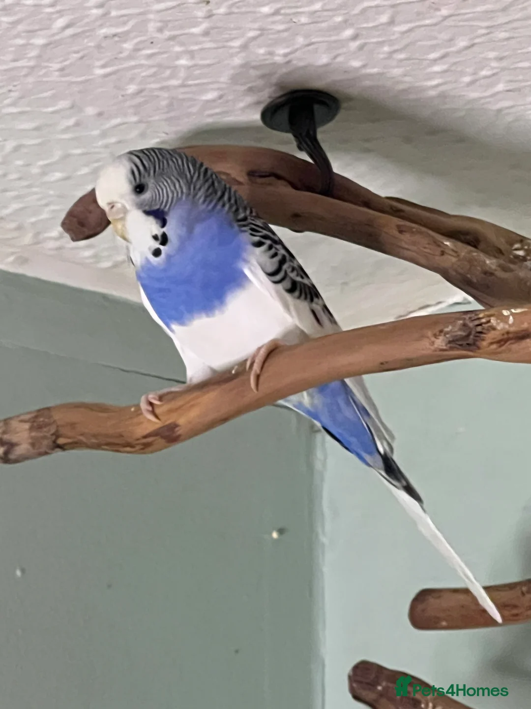 Budgerigars birds for sale: Budgies X 3, very healthy and playful,  - Advert 3