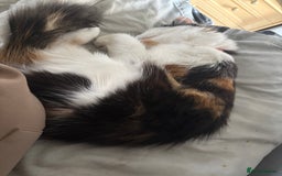 Mixed Breed cats for sale: Female Calco cat for sale  - Image 4