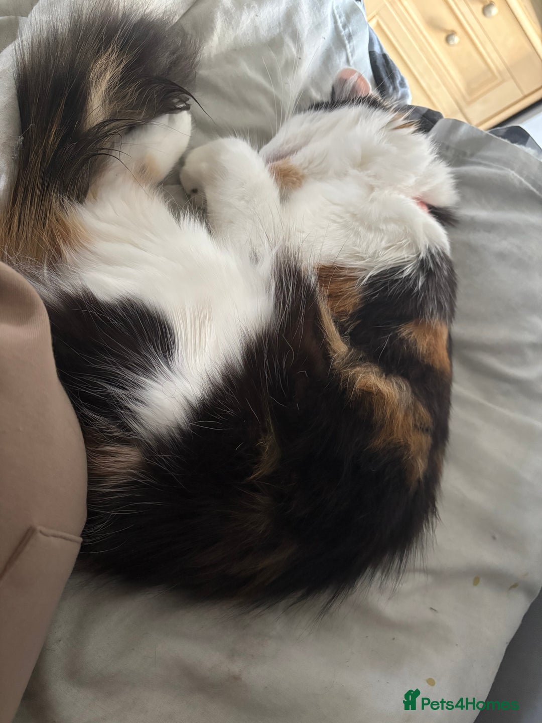 Mixed Breed cats for sale: Female Calco cat for sale  - Image 4