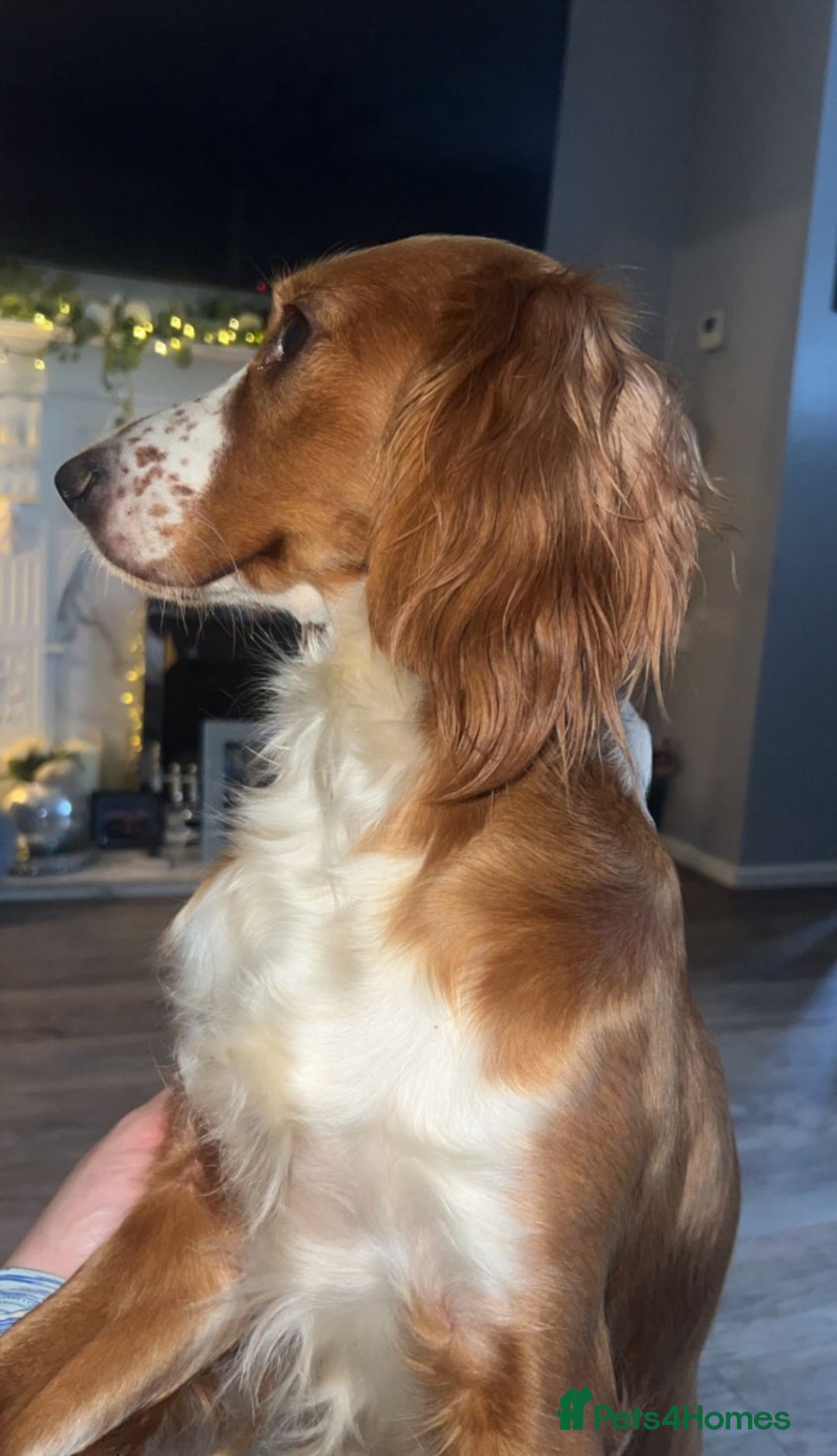 Cocker Spaniel dogs for sale: Cocker spaniel puppies  - Advert 11