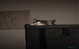 Domestic Shorthair cats for sale: Grey and white male - Image 4