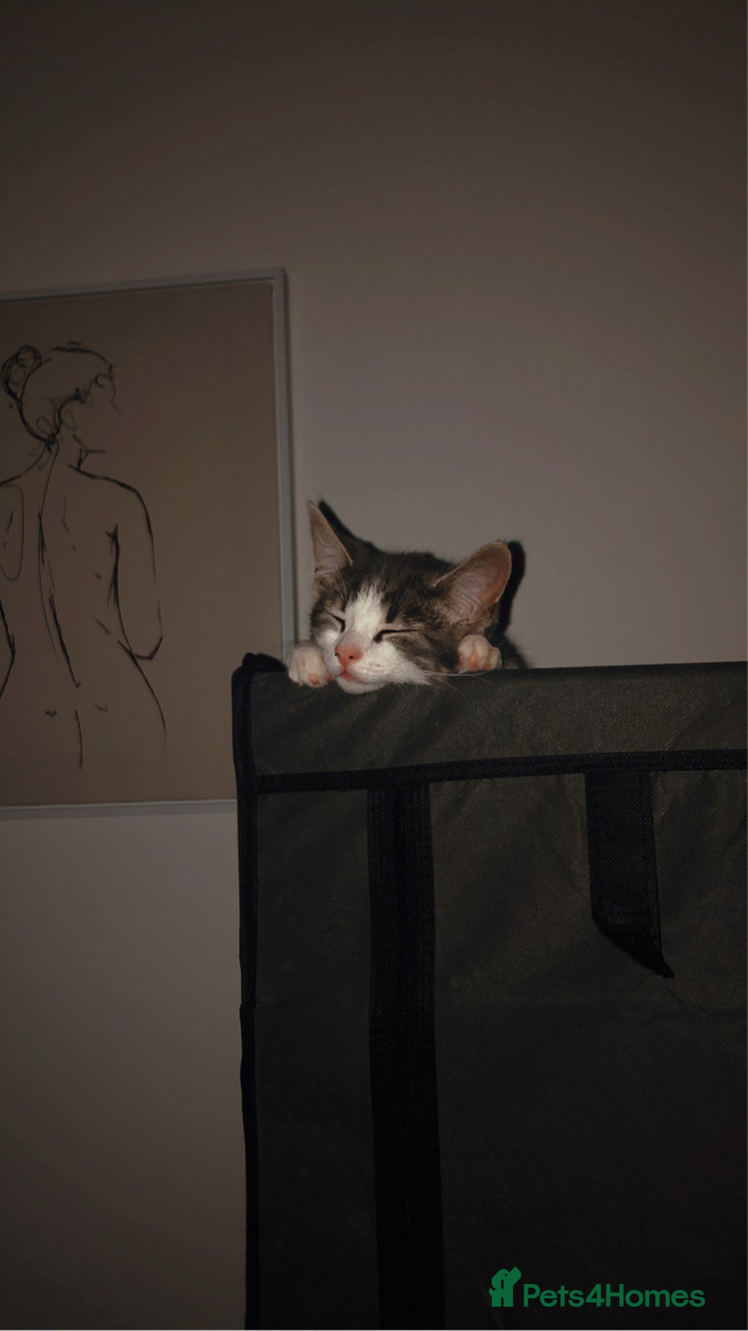 Domestic Shorthair cats for sale: Grey and white male - Image 4