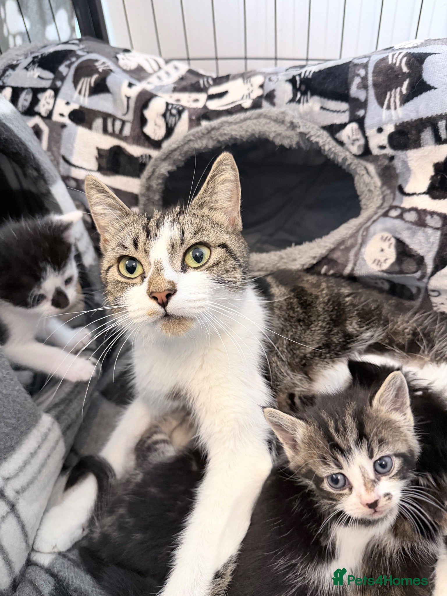 American Shorthair cats 🐾 6 BEAUTIFUL AMERICAN SHORTHAIR KITTENS 🐾 - Advert 5
