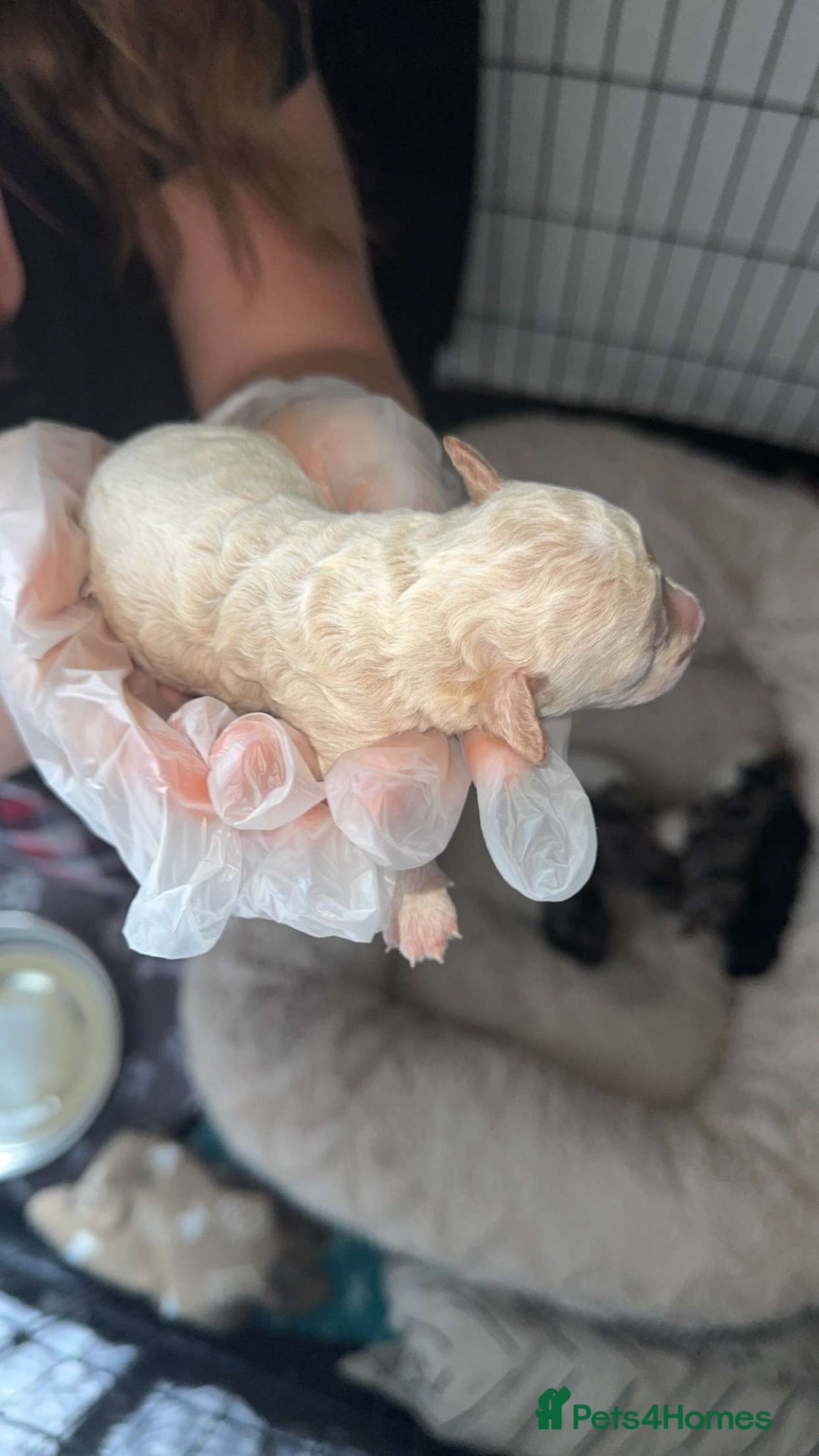 Mixed Breed dogs for sale: Cavapoochon X cockapoo puppies - Image 5