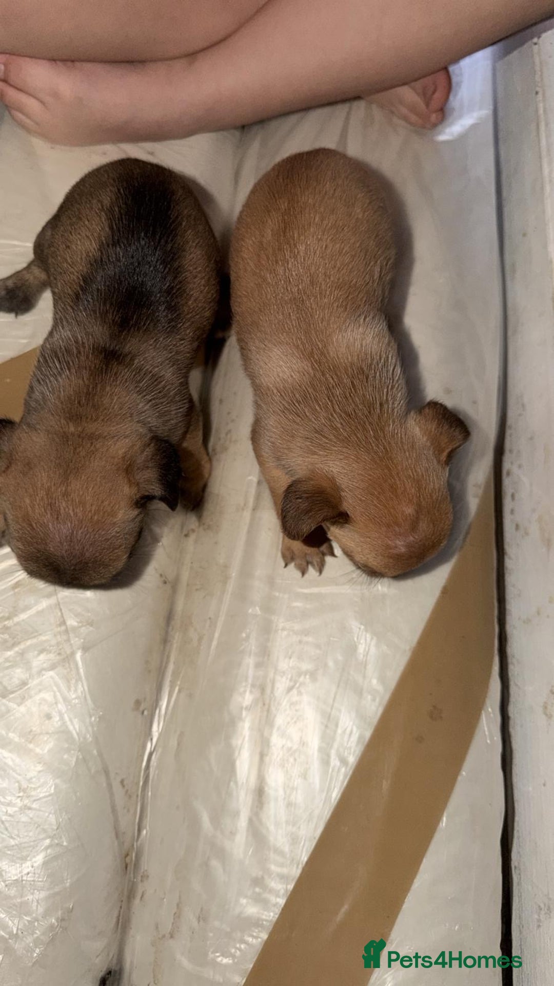 Chihuahua dogs for sale: Baby girl full chihuahua  - Advert 9