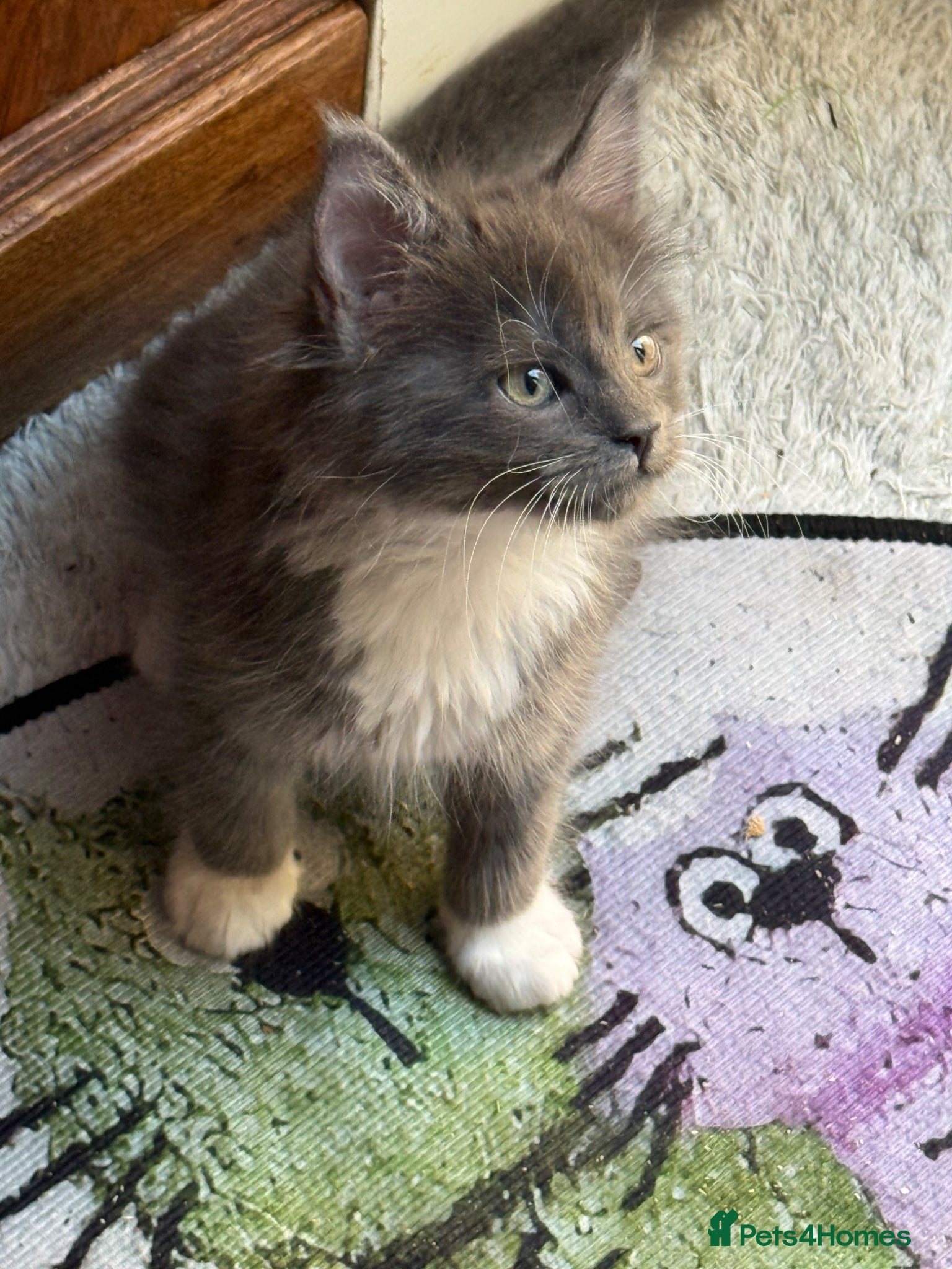 Maine Coon cats Black Smoke Maine Coon TICA Reg Ready April - Advert 15