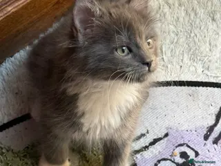 Maine Coon cats Black Smoke Maine Coon TICA Reg Ready April - Advert 15