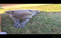 Whippet dogs for sale: Fantastic Whippet puppies - Image 13
