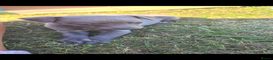 Whippet Puppy 5