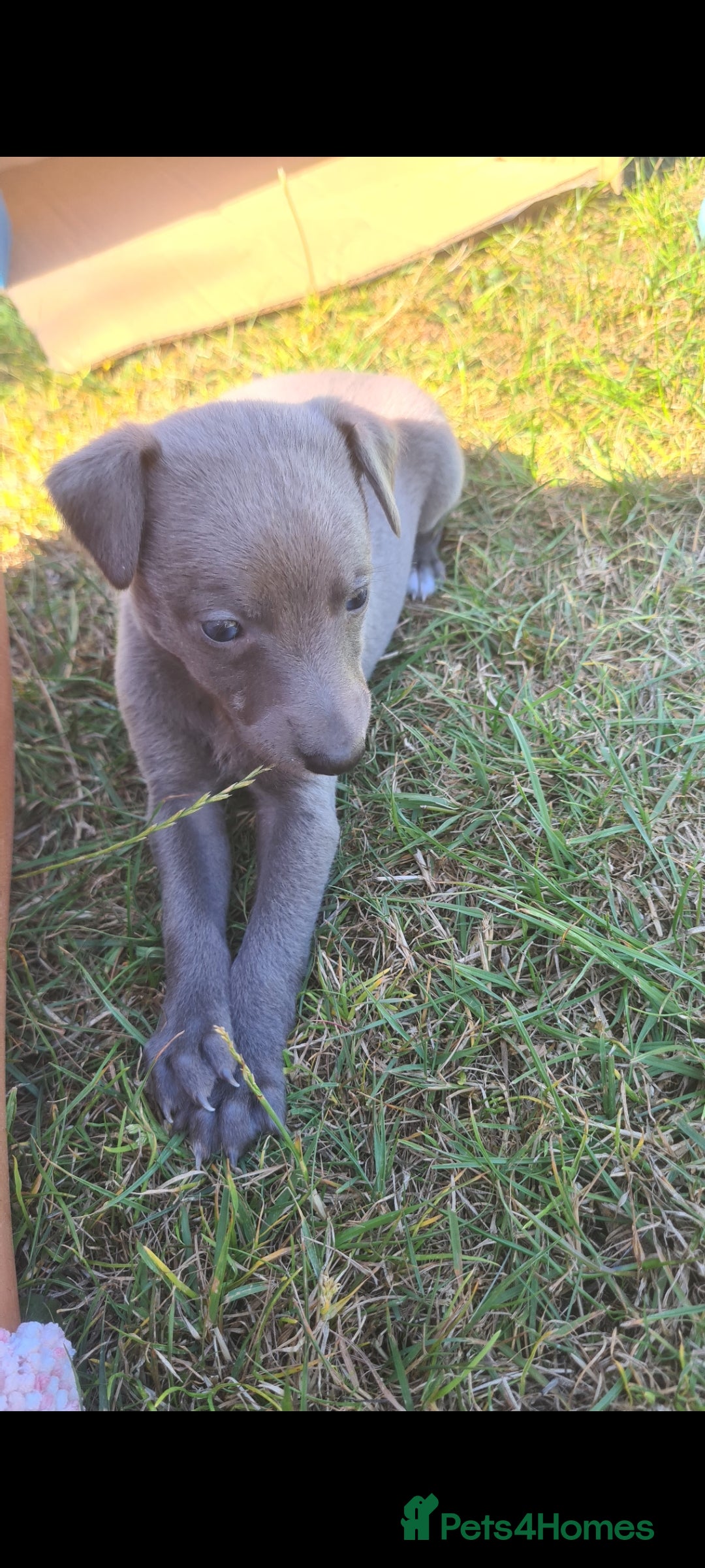 Whippet dogs for sale: Fantastic Whippet puppies - Image 13