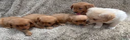 Golden Retriever dogs for sale:  Golden Retriever Puppies - Advert 3