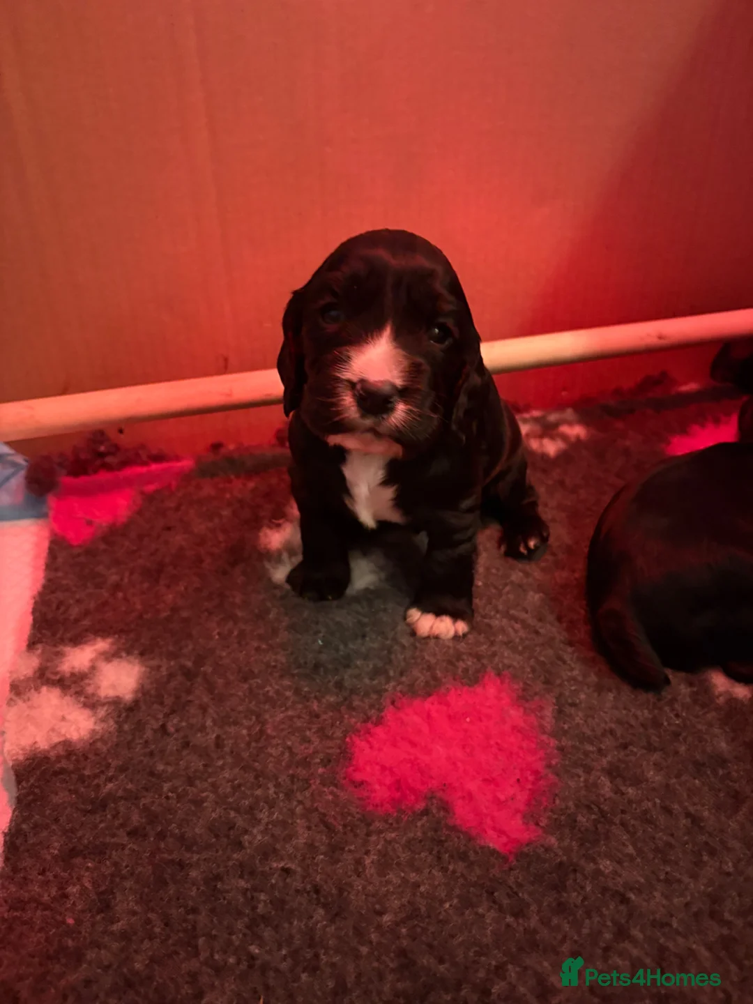 Cocker Spaniel dogs for sale: KC Registered Cocker Spaniels  - Advert 2