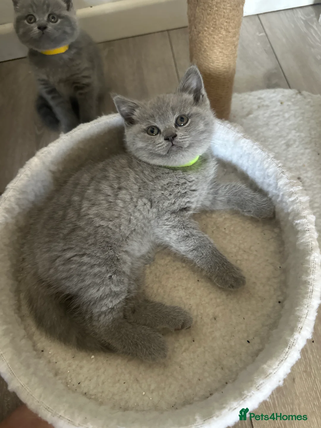 British Shorthair cats for sale: 4 beautiful blue British short hair kittens  - Advert 2