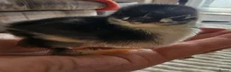 Chickens poultry for sale: Pekin Bantam Chicks - Advert 5
