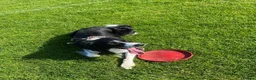 Border Collie dogs for stud: Proven Border Collie mix for stud  - Advert 3