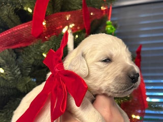 Golden Retriever dogs 6 ( 4 left) KC REG CHUNKY GOLDEN RETRIEVER BOYS - Advert 1