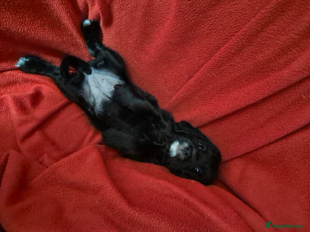 Mixed Breed dogs for sale: Beagle cross puppies for sale - Advert 10