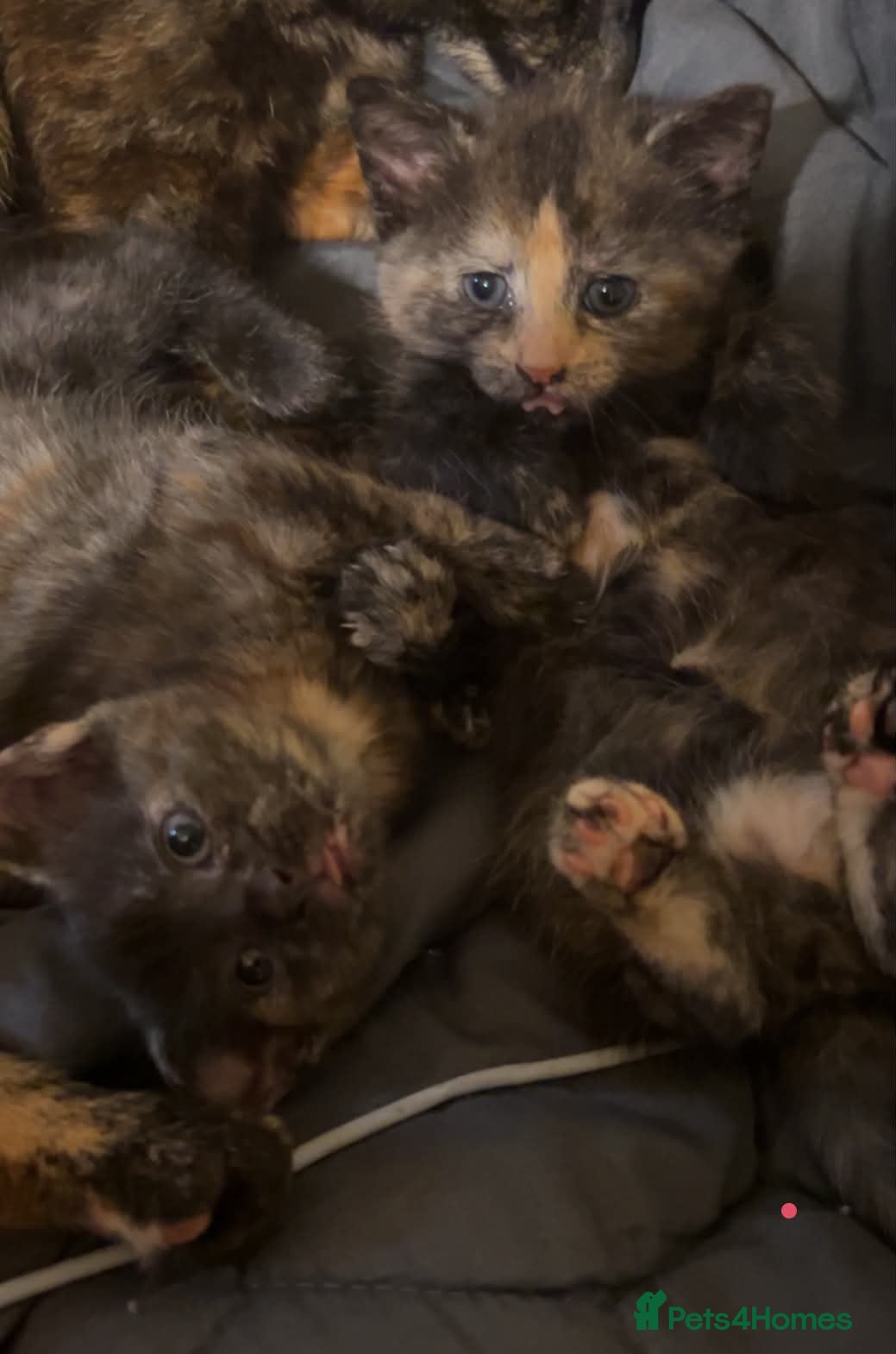 Mixed Breed cats for sale: Cute kittens  - Advert 4