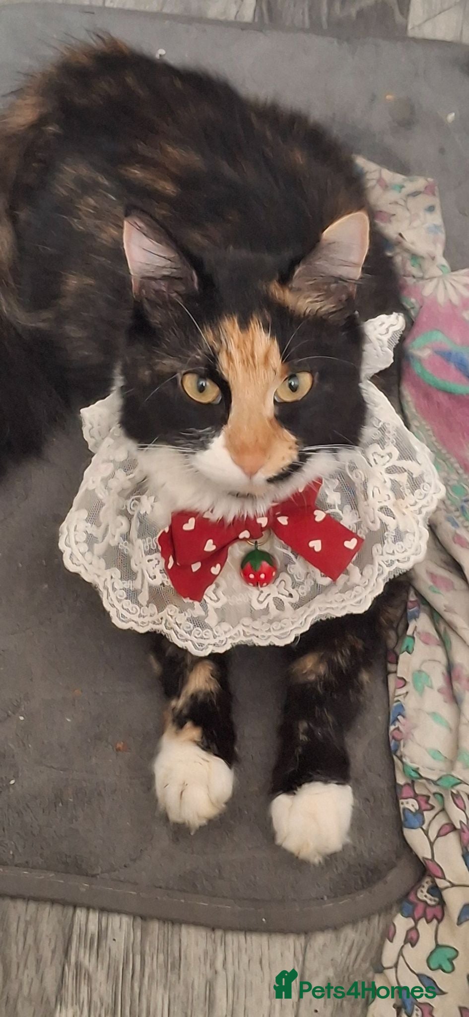 Mixed Breed cats Beautiful ginger kitten - Advert 2
