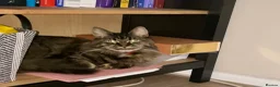 Maine Coon cats for sale: 2 Maine Coon Cats Seeking a Loving New Home - Advert 30