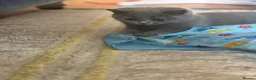 British Shorthair cats for sale: British shorthair kittens active  in Walsall - Advert 13