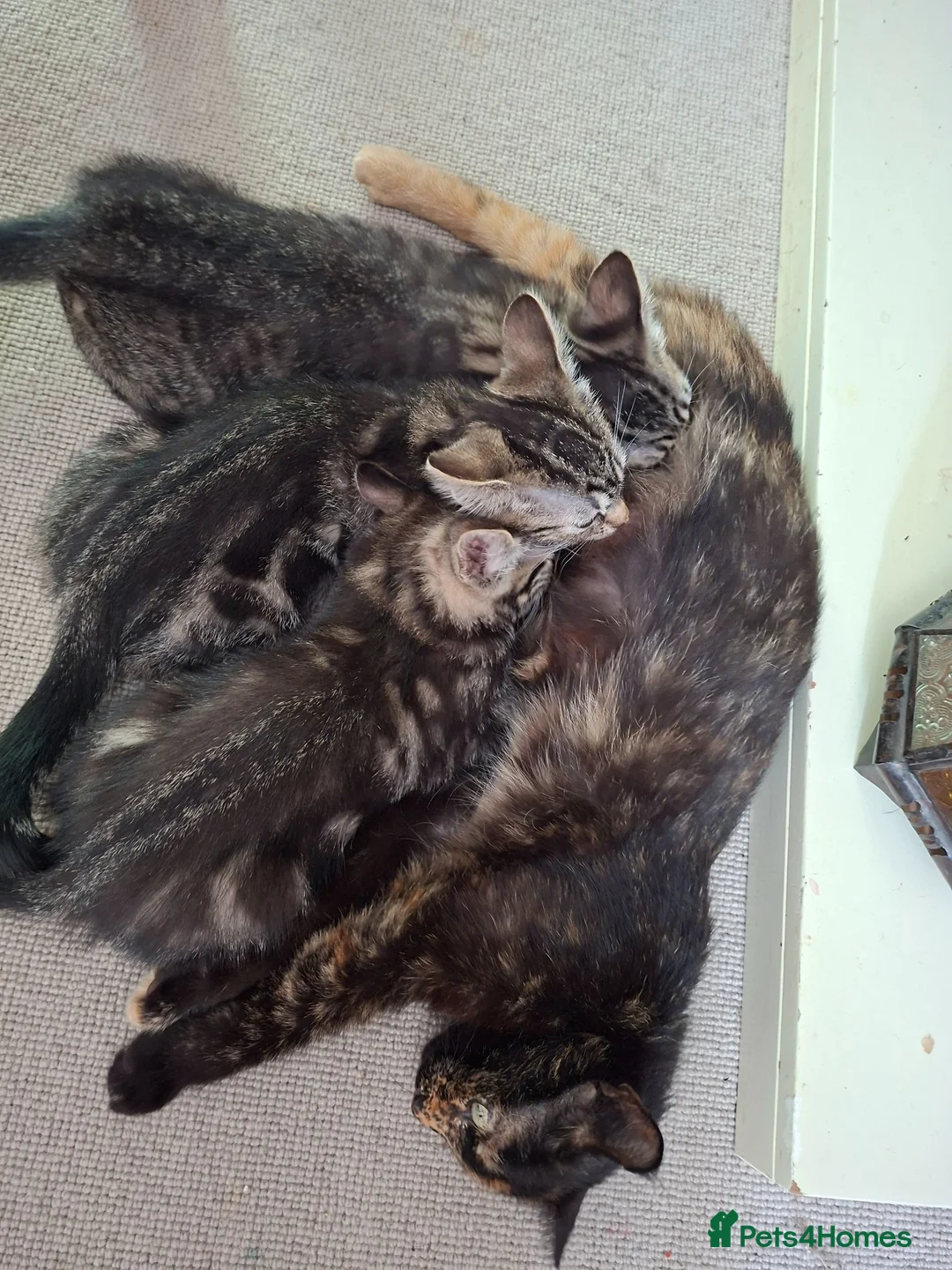 Mixed Breed cats for sale: Kittens for sale  - Advert 2