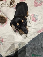 Dachshund dogs Dachshund pups - Advert 2