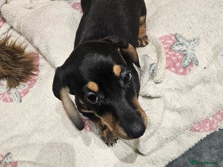 Dachshund dogs Dachshund pups - Advert 2