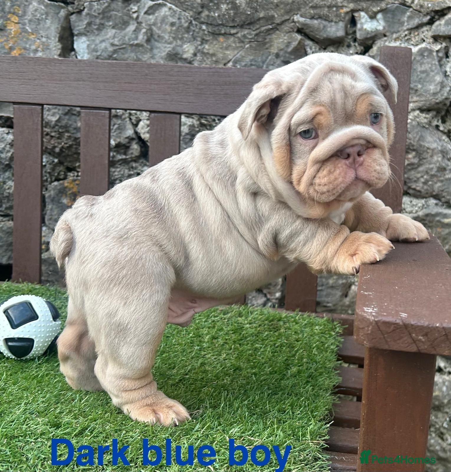 English Bulldog dogs Ready Tuesday! Outstanding Bulldog Puppies - Advert 3