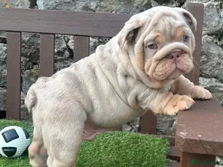 English Bulldog dogs Ready Tuesday! Outstanding Bulldog Puppies - Advert 3
