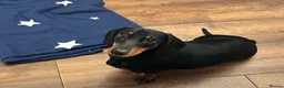 Miniature Dachshund dogs for sale: KC Registered Miniature Smooth-Haired Dachshund - Advert 2