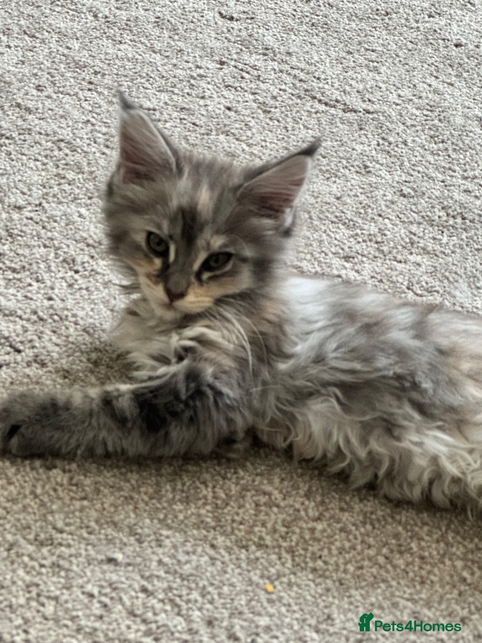Maine Coon cats Female Mainecoon  - Advert 3