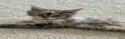 Maine Coon cats for sale: Female Mainecoon  - Advert 1