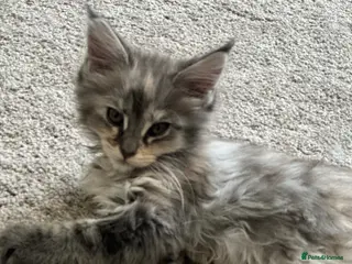 Maine Coon cats Female Mainecoon ready now - Advert 1