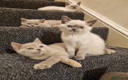 British Shorthair cats for sale: 💜GCCF Kittens Ready for Their Forever Homes!💜 - Image 23