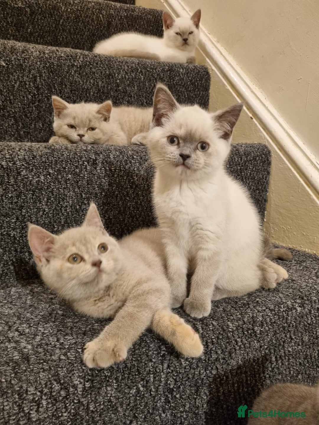 British Shorthair cats for sale: 💜GCCF Kittens Ready for Their Forever Homes!💜 - Image 23