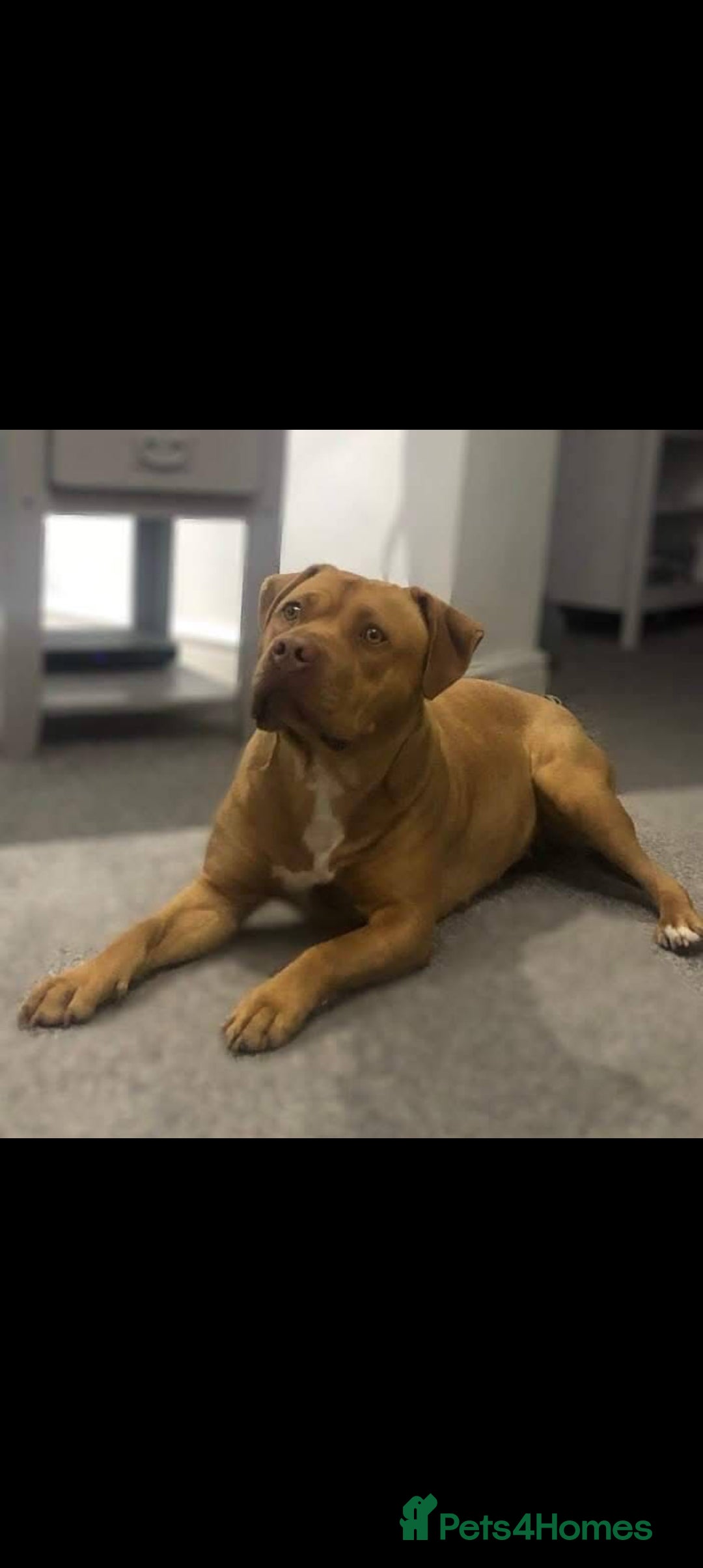 American Bulldog dogs for sale: American bulldogs puppies  - Advert 16