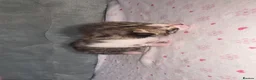 Bengal cats for sale: Purebred Bengal Kittens Available for Reservation  - Advert 22