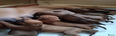 Rhodesian Ridgeback 10