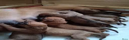 Rhodesian Ridgeback dogs for sale: Pedigree Rhodesian Ridgeback puppies.  in York - Advert 4