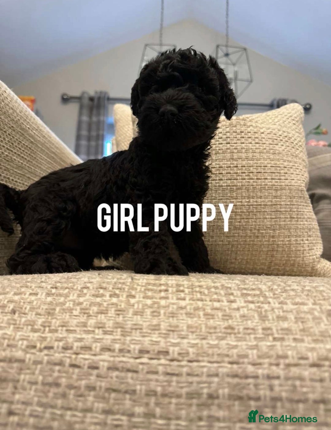 Kerry Blue Terrier dogs for sale: KC registered Kerry blue puppies - Advert 1