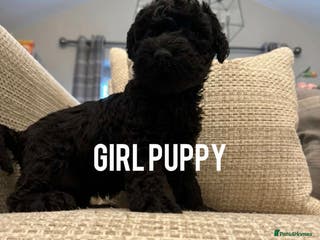 Kerry Blue Terrier dogs KC registered Kerry blue puppies - Advert 3