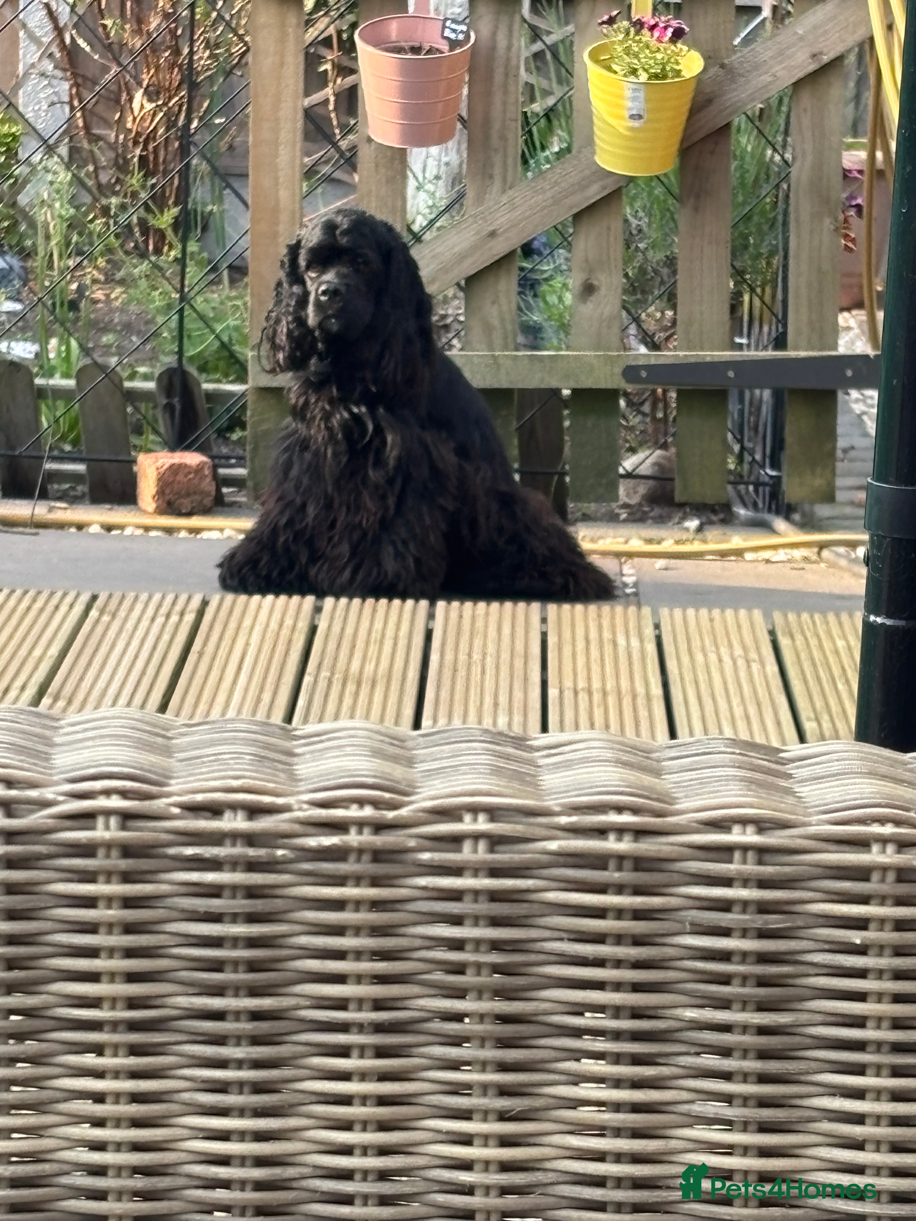 American Cocker Spaniel dogs KC PROVEN American Cocker Spaniel Stud (0.1% COI) - Advert 2