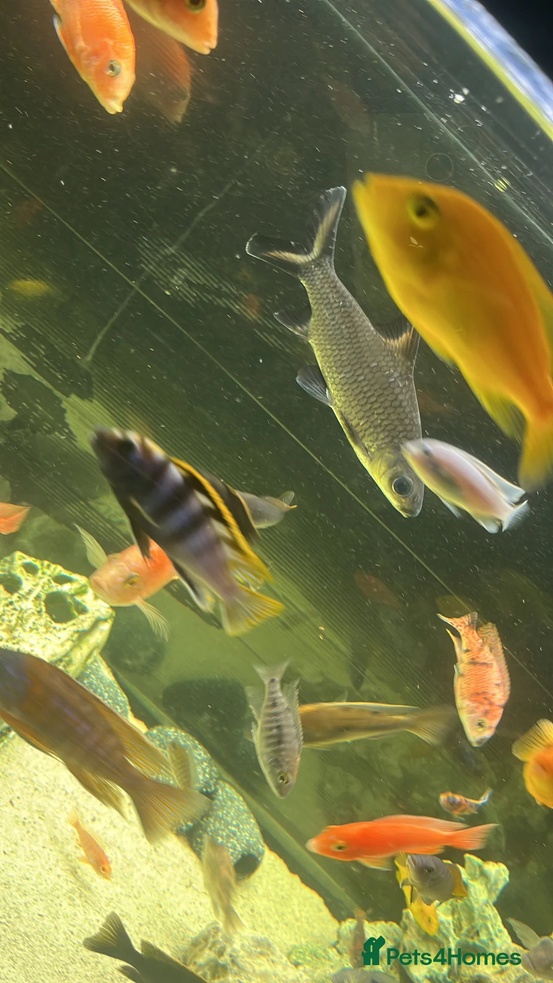 Sharks fish for sale: Mixed Malawi/ Sharks - Advert 2