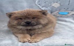 Chow Chow dogs for sale: KC Reg Chow Chow Puppies  - Image 9