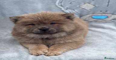 Chow Chow dogs KC Reg Chow Chow Puppies  - Advert 8