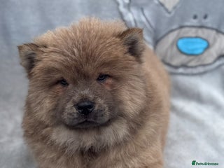 Chow Chow dogs KC Reg Chow Chow Puppies - Advert 2