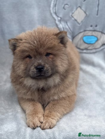 Chow Chow dogs KC Reg Chow Chow Puppies - Advert 1