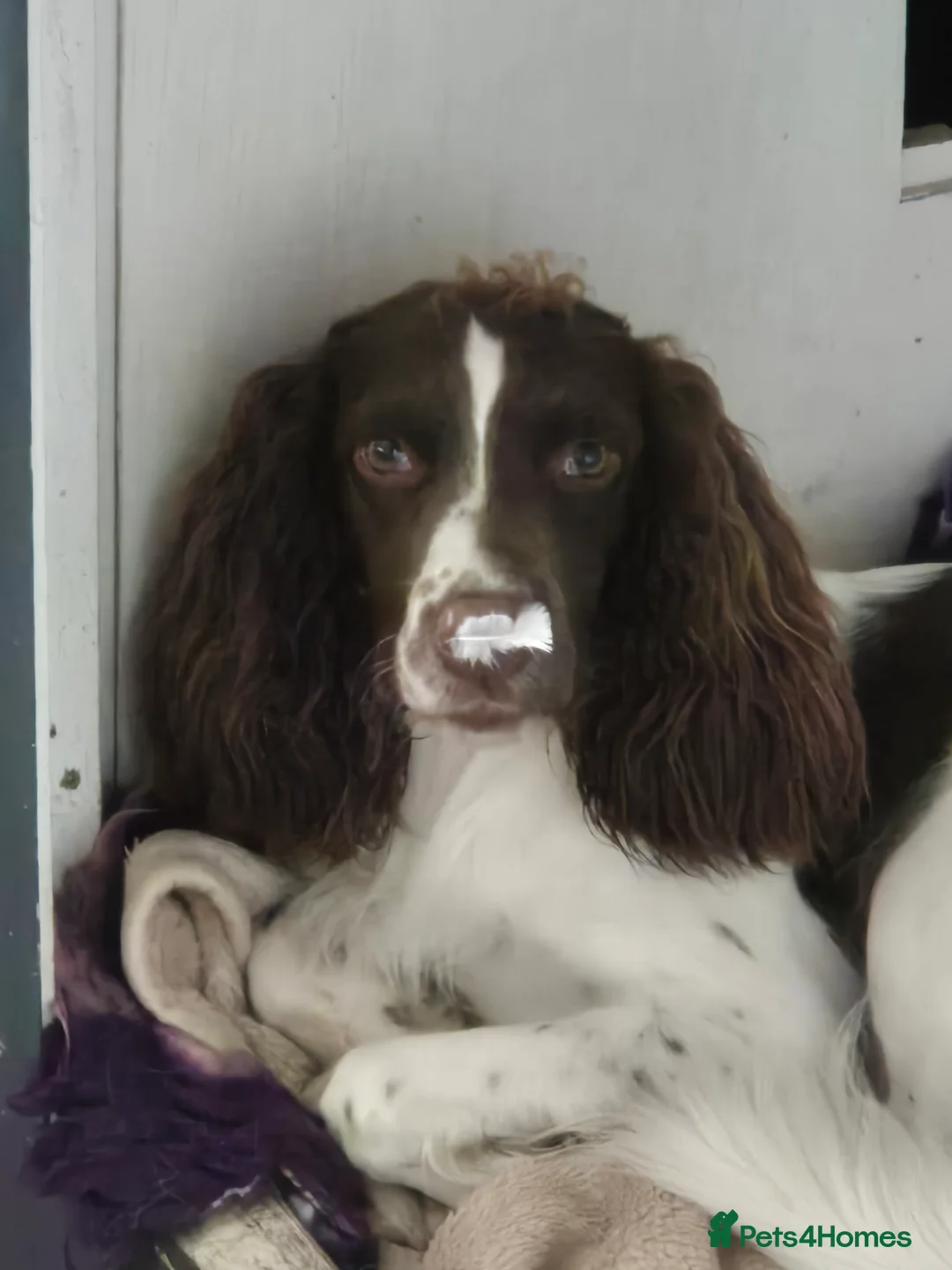 English Springer Spaniel dogs for stud: PROVEN ESS for stud amazing genealogy NOT FOR SALE in Tamworth - Advert 4